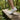 Meridian - OnBarefoot