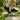 Meridian - OnBarefoot
