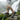 Trailblazer - OnBarefoot