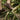 Summit - OnBarefoot