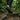 Terra barefoot trainer for men in black, worn hiking over tree roots in a forest, rear view showing the sole tread
