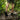 Trailblazer barefoot hiking shoe for men in black with lime green, worn walking a jungle trail, rear three quarter view