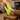 Stride barefoot sneaker for men in neon yellow knit with gum sole, feet up on a wood chair