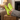 Stride barefoot sneaker for men in neon yellow knit with gum sole, feet up on a wood box