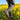 Sage - OnBarefoot