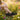 Sage - OnBarefoot