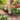 Sage - OnBarefoot