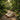 Grove - OnBarefoot
