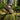 Summit barefoot hiking shoe for men in brown, worn crossing a mossy log in the forest